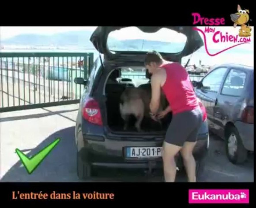 Comment faire monter un chien dans le coffre d'une voiture ?
