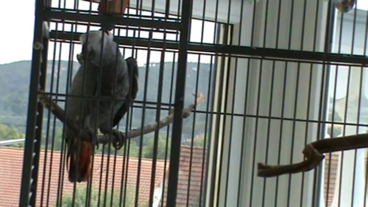 sprechender Papagei Kongo Graupapagei Rudi Hammelburg 20.10.2013