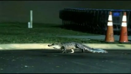 Floride : un alligator "se balade" devant un supermarché