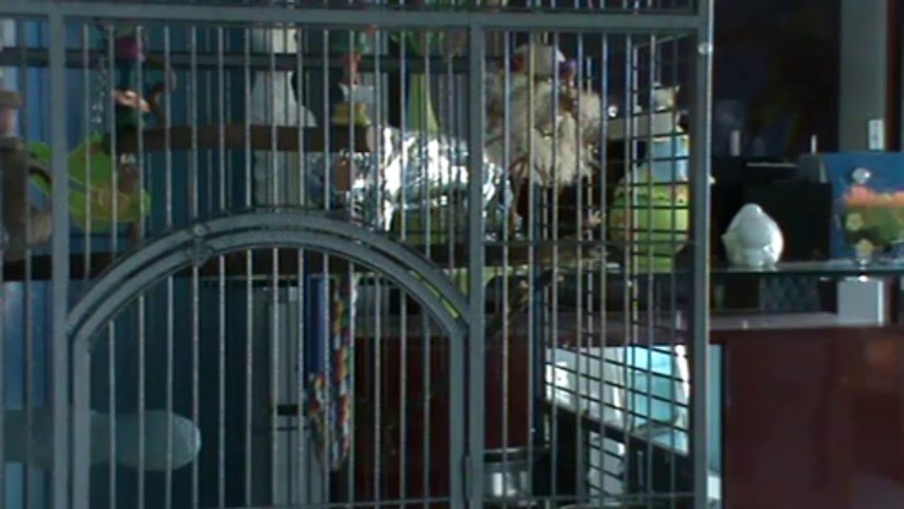 sprechender Papagei Kongo Graupapagei Rudi Hammelburg 20.10.2013