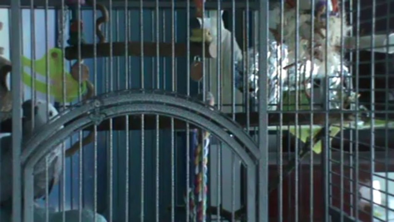 sprechender Papagei Kongo Graupapagei Rudi Hammelburg 20.10.2013