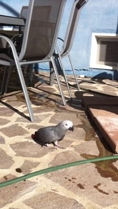 sprechender Papagei Kongo Graupapagei Rudi Hammelburg 20.10.2013