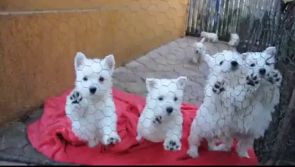catei westie de vanzare