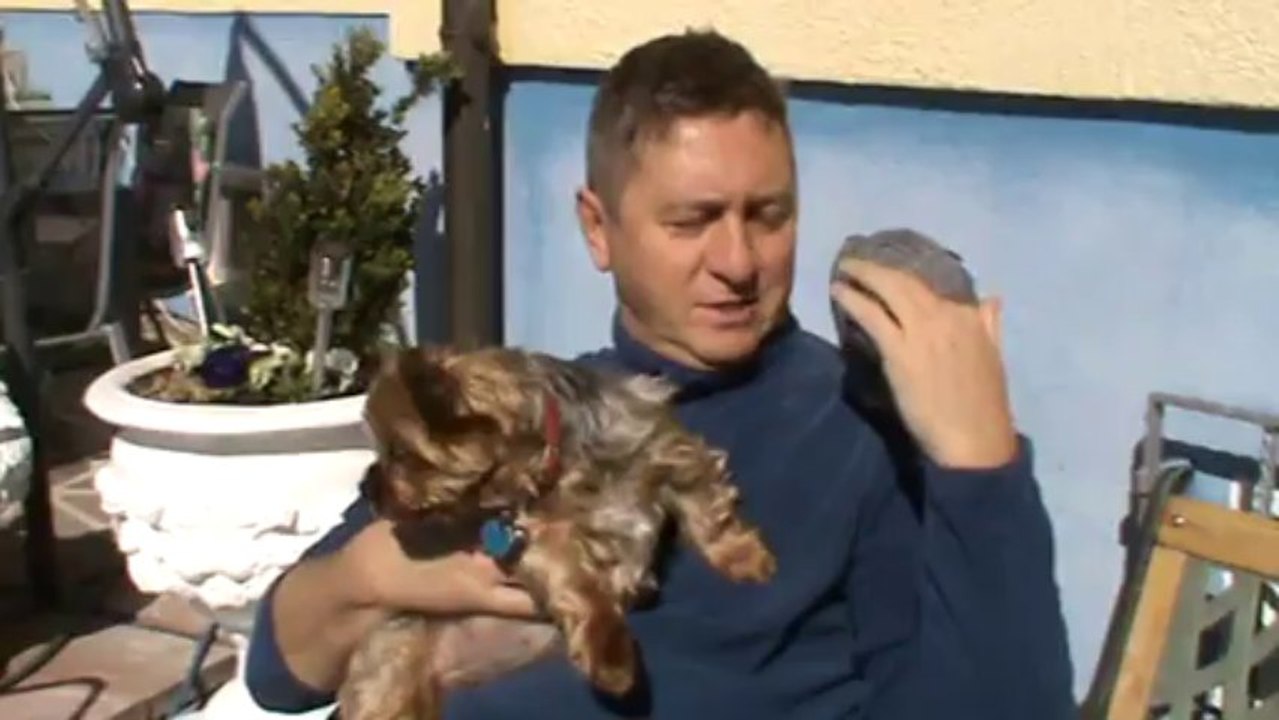 sprechender Papagei Kongo Graupapagei Rudi Hammelburg 20.10.2013