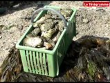 Plérin (22). Grande marée : Martin-Plage, paradis des pêcheurs à pied