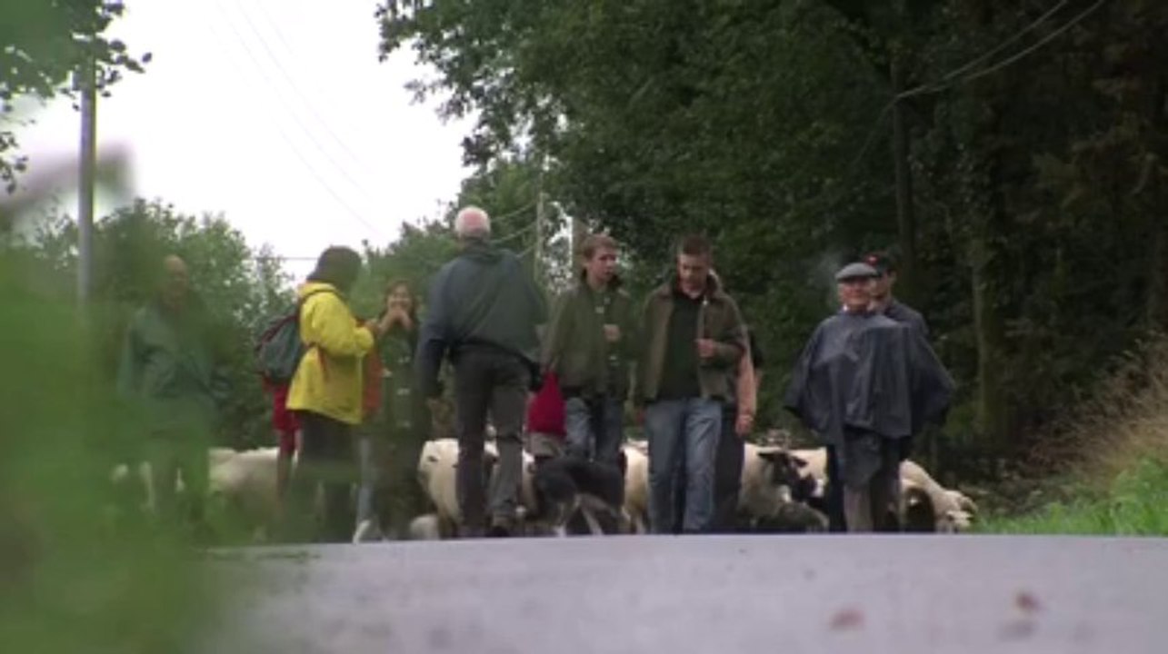 Transhum'Are. Les brebis sont rentrées au bercail