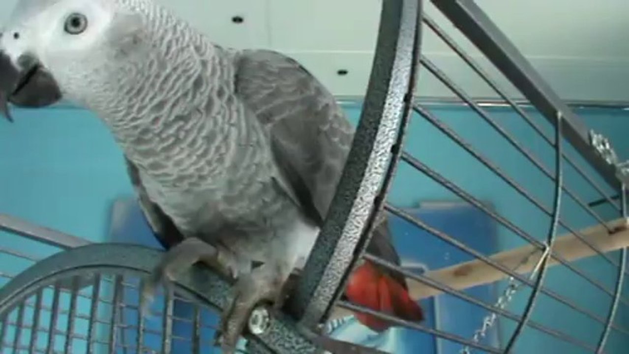 sprechender Papagei Kongo Graupapagei Rudi Hammelburg 20.10.2013