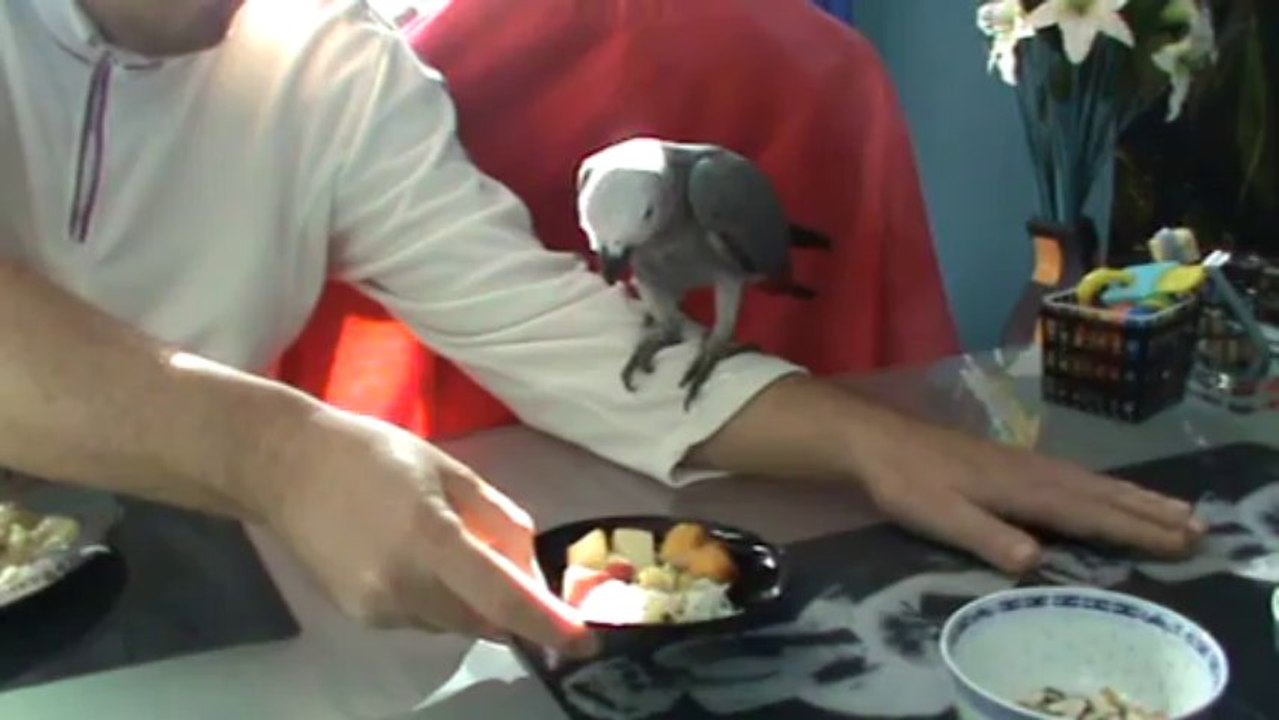 sprechender Papagei Kongo Graupapagei Rudi Hammelburg 20.10.2013