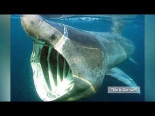 Cold keeps basking shark away in Cornish sea