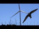 British birdwatchers witness rare swift fly into wind turbine