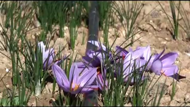 Bu bitkinin kilosu 20 bin lira