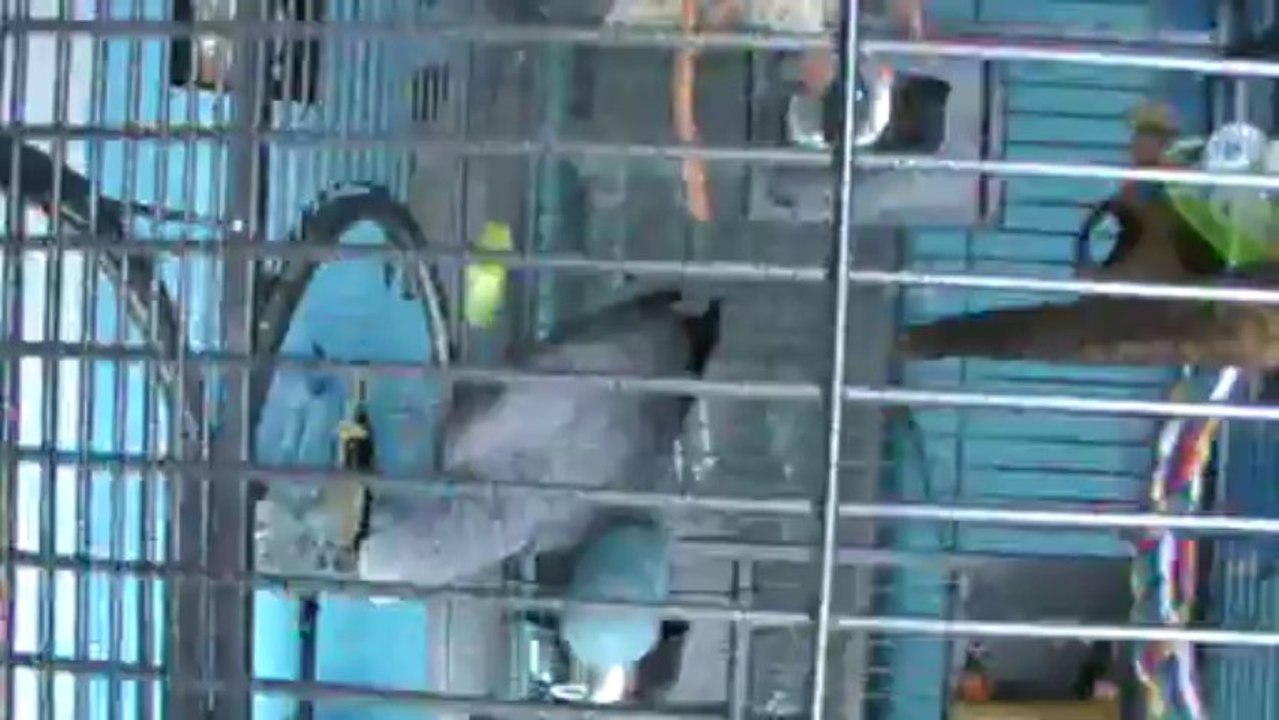 sprechender Papagei Kongo Graupapagei Rudi Hammelburg 20.10.2013