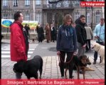 Vannes (56). La SPA manifeste devant la préfecture