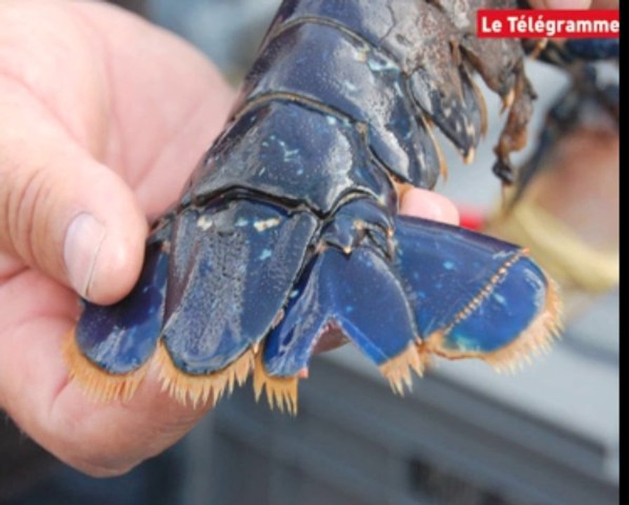 Paimpol (22). Premier rendu public sur le marquage des homards