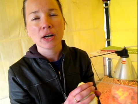 Dinan. Mais que font des cochons dans la ville ?