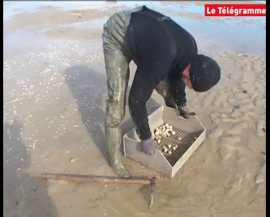 Locquirec (29). Conseils de pêche à pied avec un professionnel