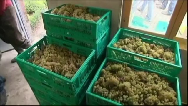 Les premières vendanges sur un terril du Pas-de-Calais sont prometteuses