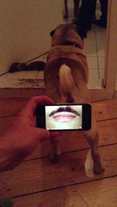 Killer der Mops macht Karaoke...