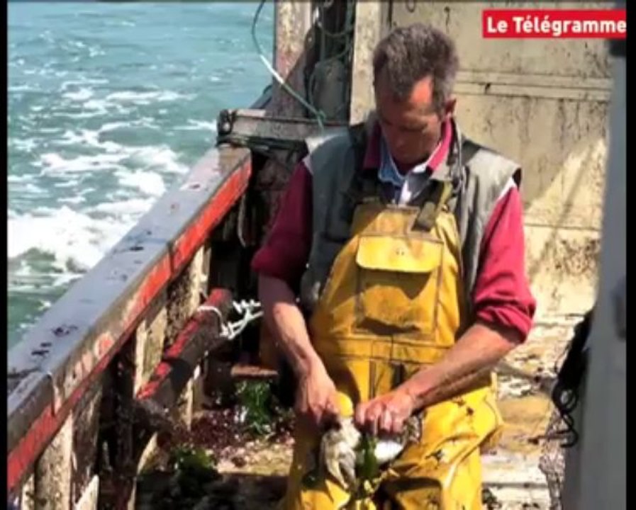 Golfe du Morbihan. Pêche à la morgate : des pistes prometteuses
