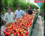 Briec (29). Serres chauffées à la vapeur : les premières tomates sont cueillies !