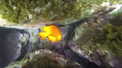 Catalina Free Dive! Sea Life! Sunday October 20th