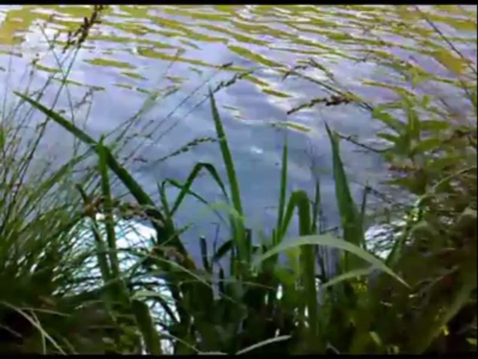 Plougoumelen (56). Une pollution sur le Sal