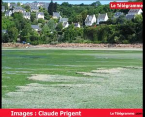 Saint-Michel-en-Grève (22). Retour fracassant des algues vertes