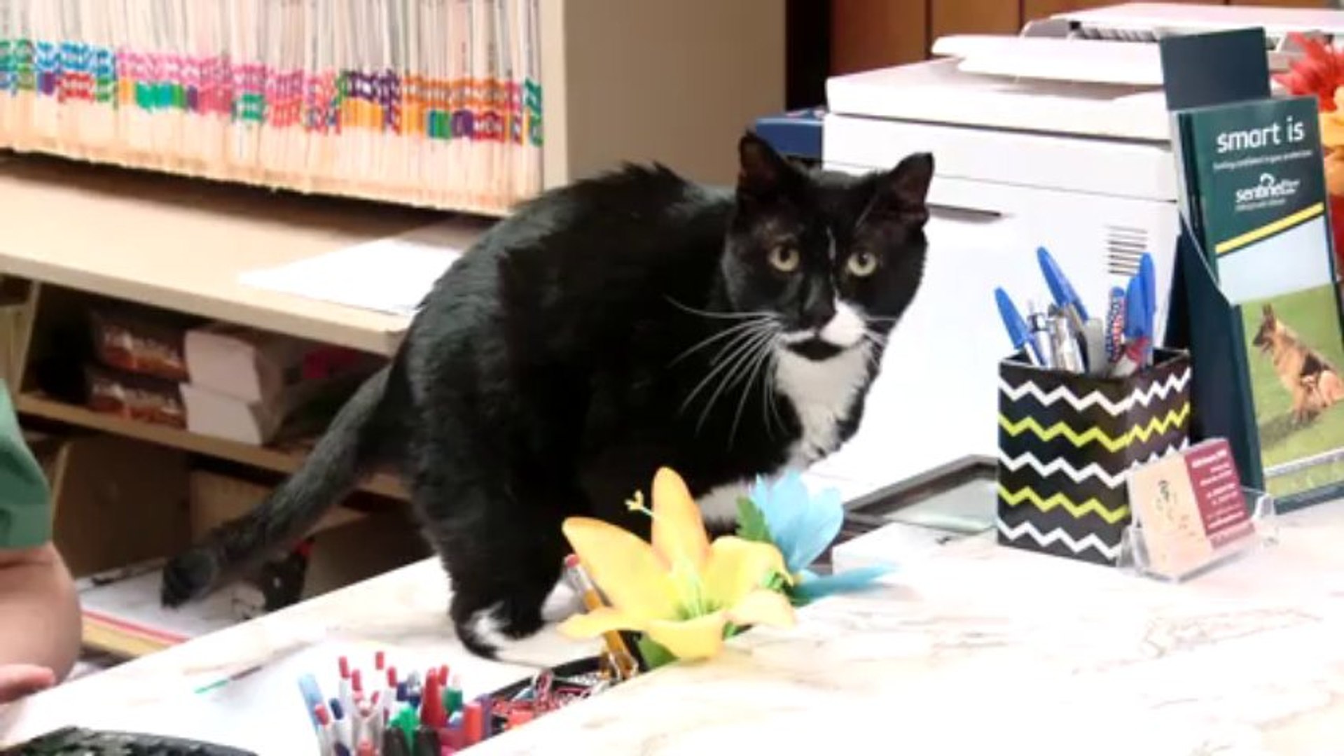 ⁣Welcome to Clifton Park Veterinary Clinic