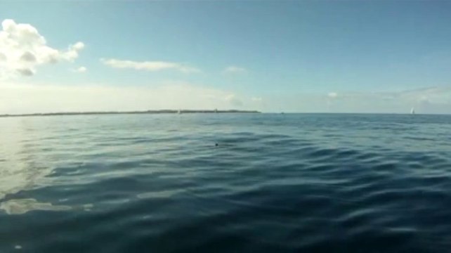 Une tortue Luth entre Lorient et Groix