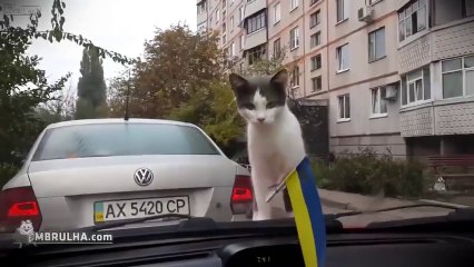 Gatos voador - EMBRULHA.com