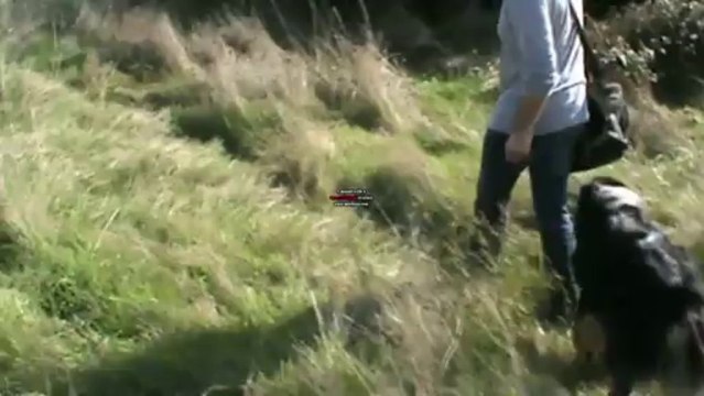 recherche utilitaire avec berger australien