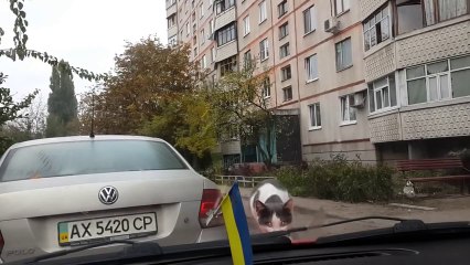 Chat vs Essuie-glace