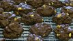 Chewy Chocolate Chocolate Chip Cookies