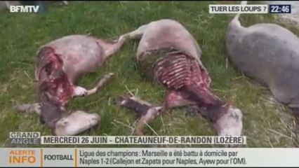 Grand Angle: faut-il tuer les loups? - 22/10 3/5