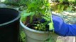 Growing Tomatoes in Containers