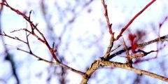 How to Prune Highbush Blueberry Bushes in Winter