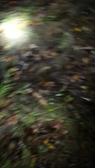 Blu treed 10/19/2013