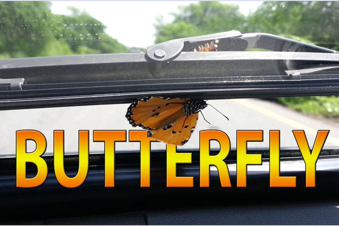 Releasing the Butterfly