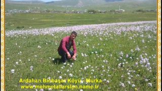 Ardahan Murka Köyü