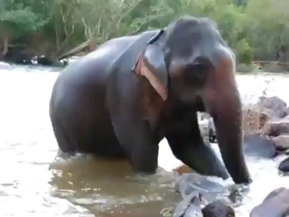 BainElephant