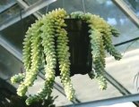 Hanging Plants - Burrow's Tail, String of Pearls, Lipstick Plant, Ivy, Philodendron & more