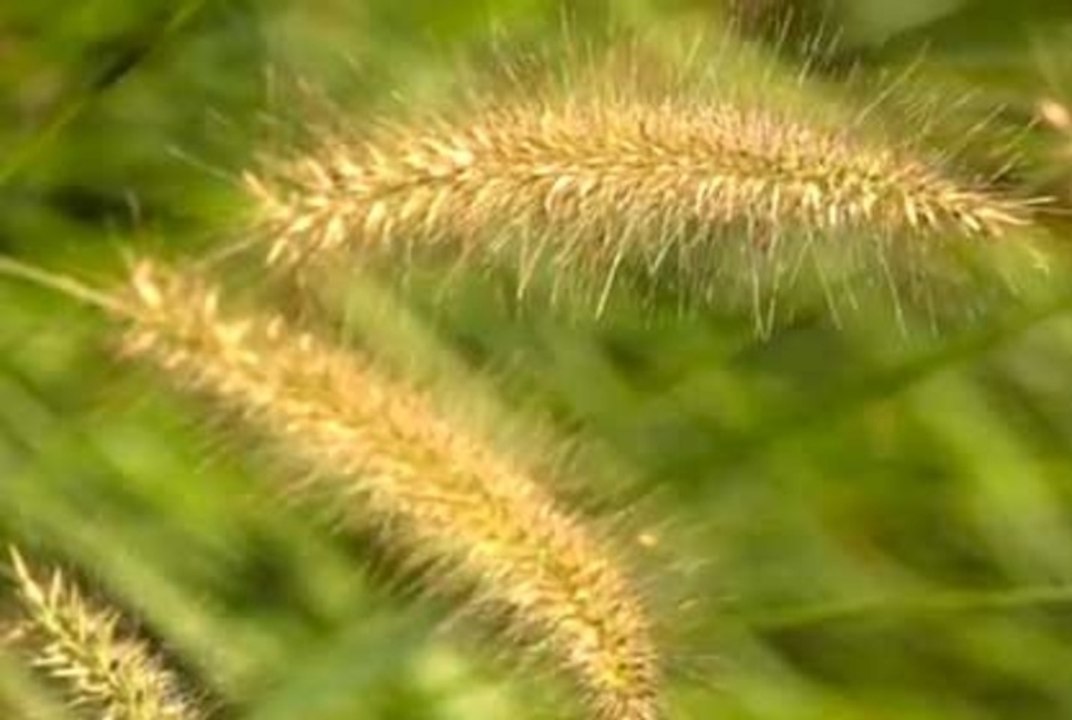 Ornamental Grasses - featuring/ Japanese Blood Grass, Dwarf Fountain Grass & More