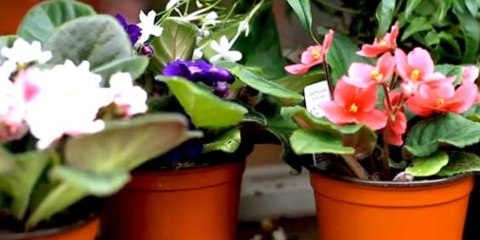 African Violet and Primrose - Two Beautiful Flowers to add to your garden