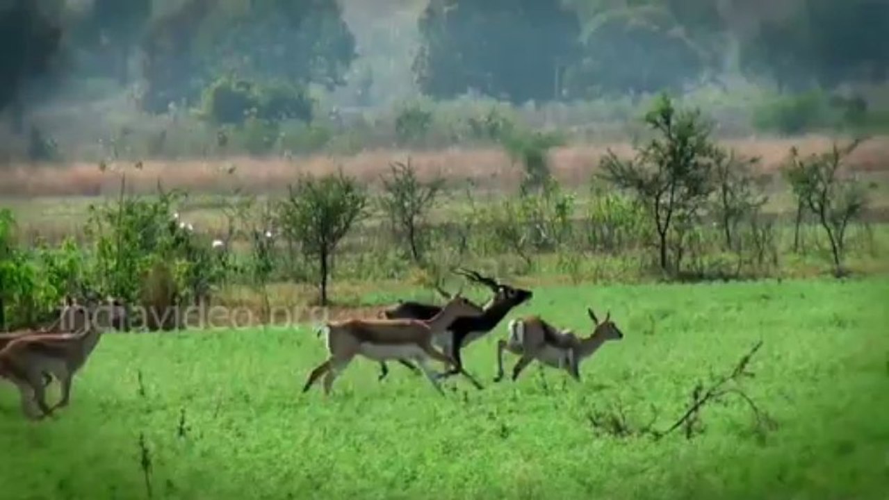 Amazing video of  Deer herd at Ramtek, Nagpur