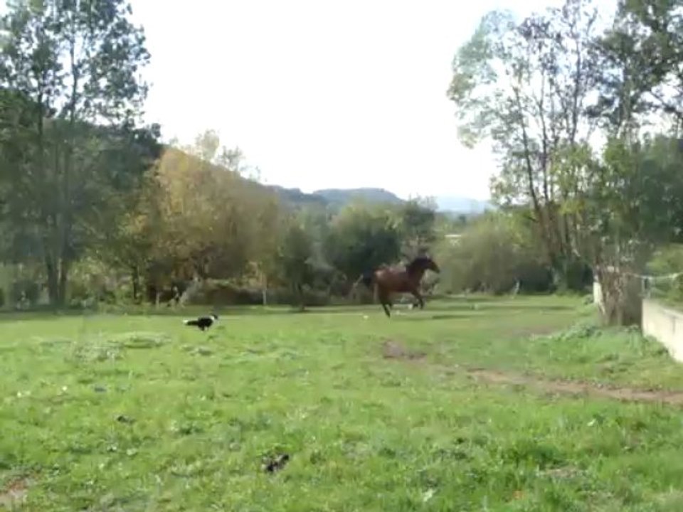 unik de bransac