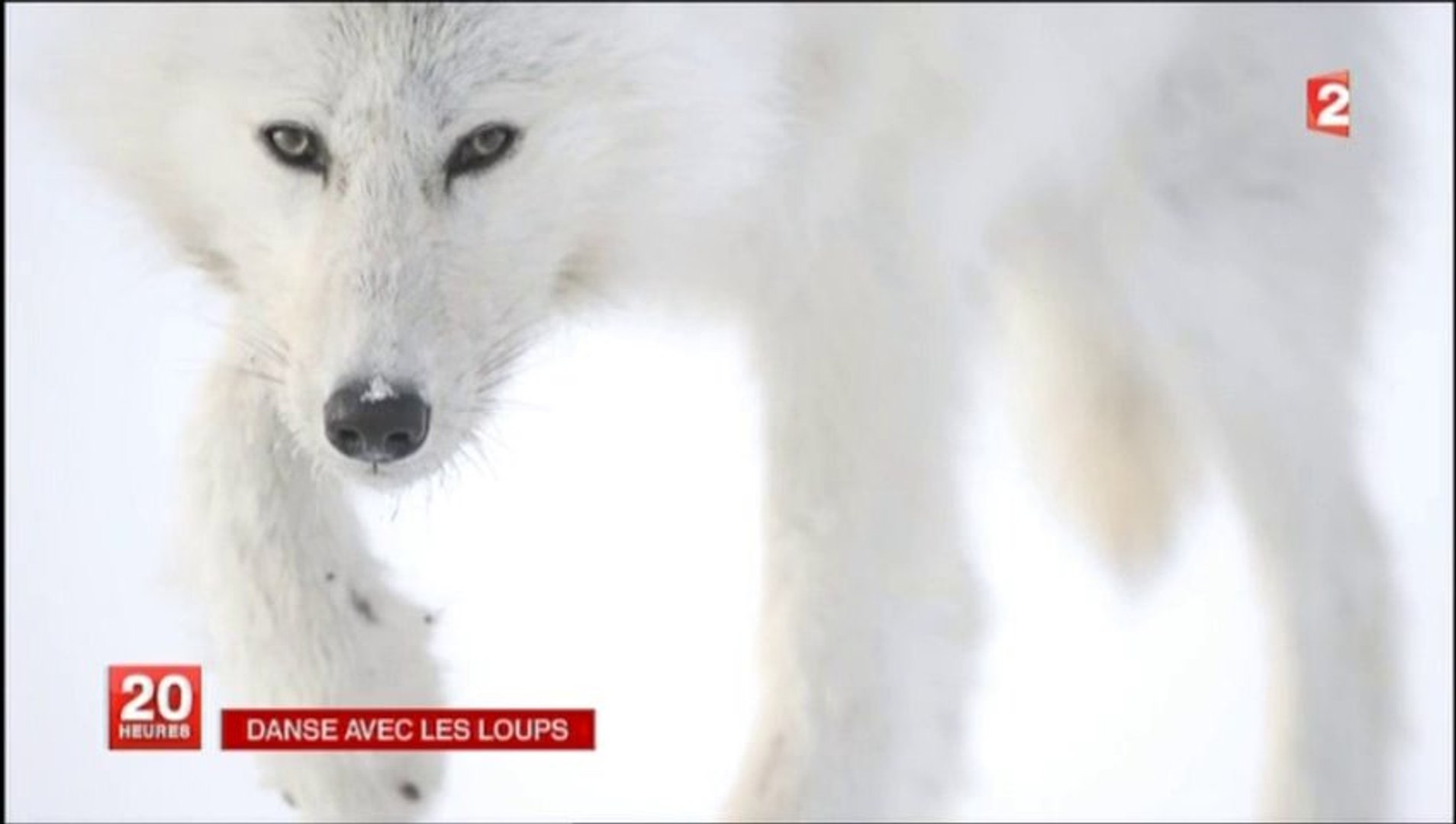 Loup Blanc Video Dailymotion