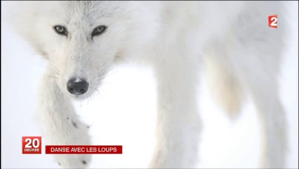 Loup Blanc Video Dailymotion