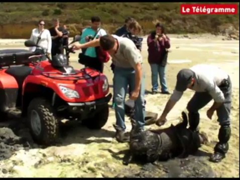 Sangliers et algues vertes. Hécatombe dans l'estuaire du Gouessant