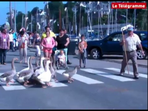 Entre Terre et Mer. Quand des chiens guident un troupeau... d'oies !