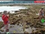 Grande marée. Pêche à pied de Paimpol à Moëlan-sur-mer